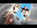 Des huskies mont sauv dun blocage de neige chiens drles