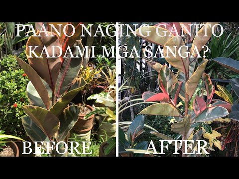 RUBBER PLANT- EPEKTIBONG PARAAN UPANG MAPADAMI MGA SANGA.