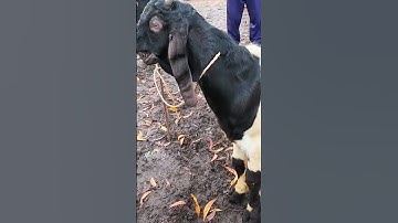 Thumbnail of kambing jantan jemoko Harga 1.9 jt Pasar Durenan Trenggalek #domba #belajarternakkambing #ternak