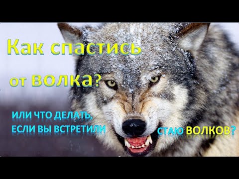 КАК СПАСТИСЬ от ВОЛКА? ЧТО ДЕЛАТЬ ЕСЛИ ВСТРЕТИЛ СТАЮ ВОЛКОВ?  HOW TO ESCAPE from A WOLF?