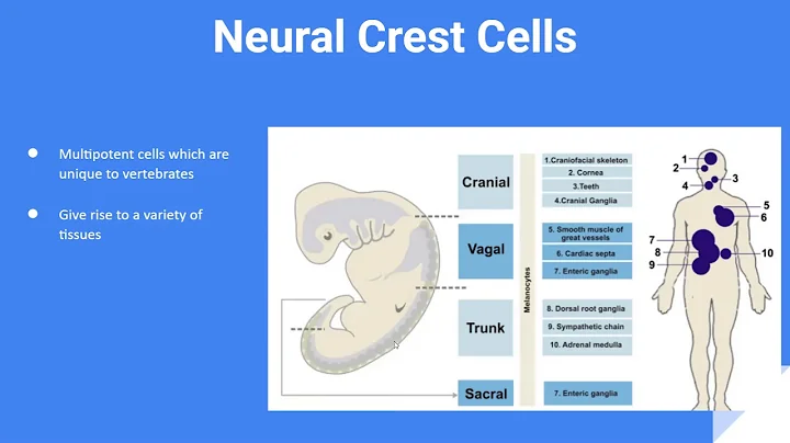 Neural Crest Cell Migration