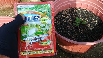 kĩ thuật trồng Hoa cúc mâm xôi và cách tưới phân cho hoa 2023