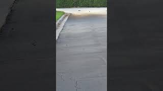 A squirrel and some random birds