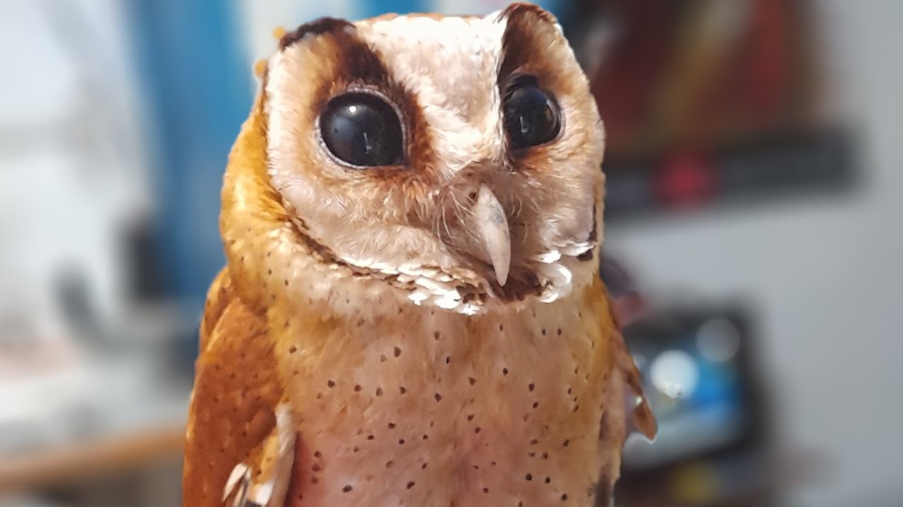 moment perilisan obay (oriental bay owl) kehabitat aslinya / burung