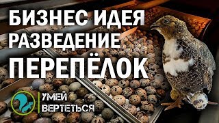 Разведение перепёлок. Бизнес идея