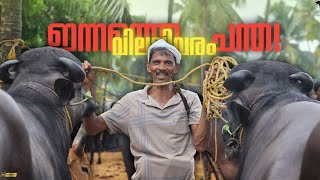 🐂ഇന്നത്തെ ചന്ത🐃വിലവിവരം💸Chattipparamba Chanda today | Pothu kala chantha malappuram #buffalo #bull 