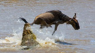 Wildebeest Crossing The River And Dangers Lurking