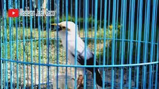 Terapi Jalak Putih Biar Gacor - Masteran Jalak Putih Macet Bunyi Dan Stres