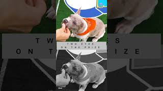 Meet Litchi | Puppy Bowl
