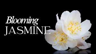 The Secret Life of a Jasmine Flower | Breathtaking Blooming Video
