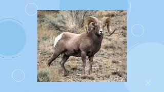 09/06/2023  The Boulder City Ram Cam to View Bighorn Sheep