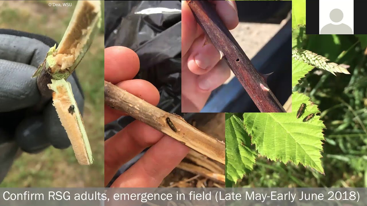 Rose Stem Girdler YouTube