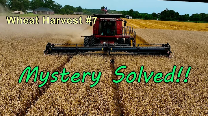 A Mystery Solved!!! Wheat Harvest #7: 6/17/22