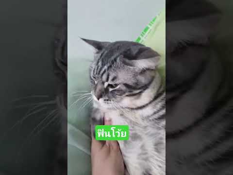 อะไรของแมว#แมวน้อยน่ารัก #cat 22 มิถุนายน ค.ศ. 2026