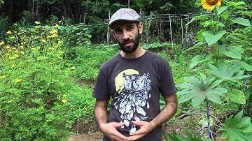 Belipola: Sion Zivetz talks about Analog Forestry