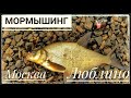 Мормышинг ! Городская рыбалка