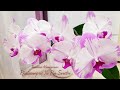 Мои ШИКАРНЫЕ белые ОРХИДЕИ цветение white orchids орхидея орхидеи orchid phalaenopsis