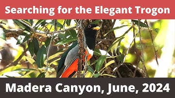 Searching for the Elegant Trogon in Madera Canyon, AZ