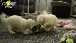 Happy Bichon Frise Puppies