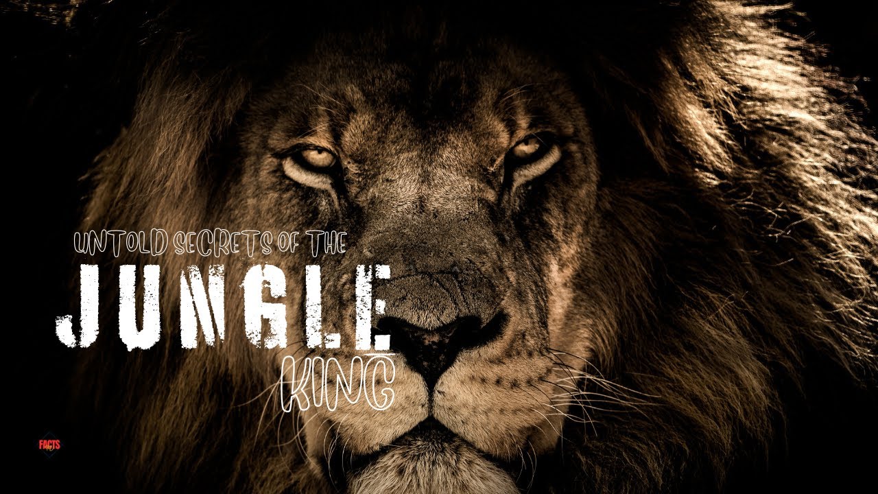 The King of the Jungle: What No One Knows About the Lion