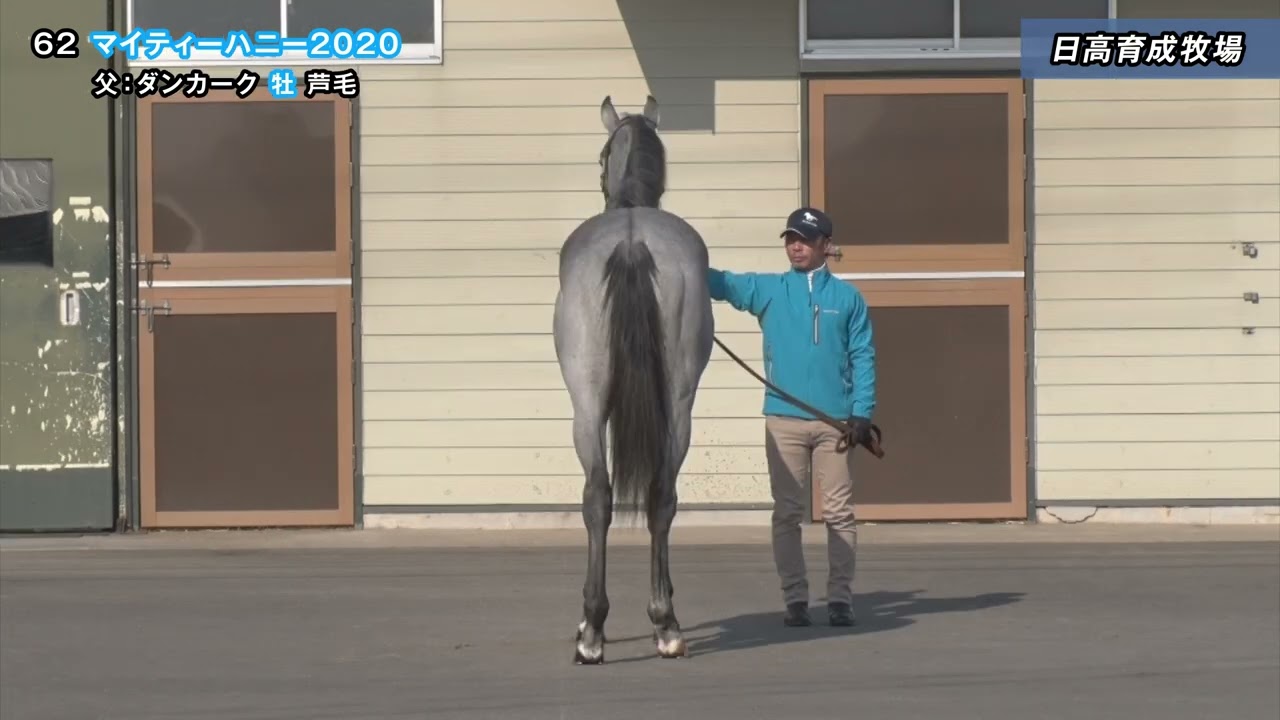 2022JRAブリーズアップセール #62 マイティーハニー2020 調教及び常歩
