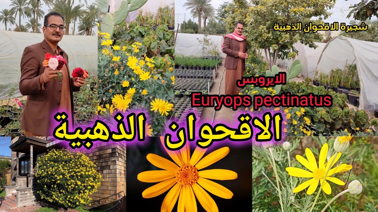 الاقحوان الذهبية شجيرة اوريوبس بكتيناتوس  Euryops  جميلة جاذبة للنحل والفراشات متوفرة بالمشاتل