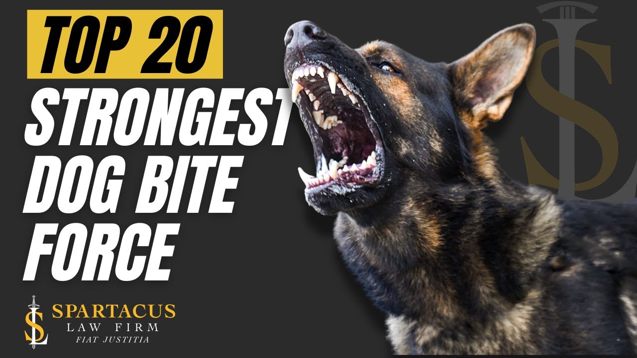 13 big dog breeds: large dogs that are popular UK pets - from Newfoundland  to Doberman and German Shepherd