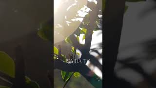 Abdulloh Domla #abdullohdomla2023 #tiktok #ilmnuri #shorts