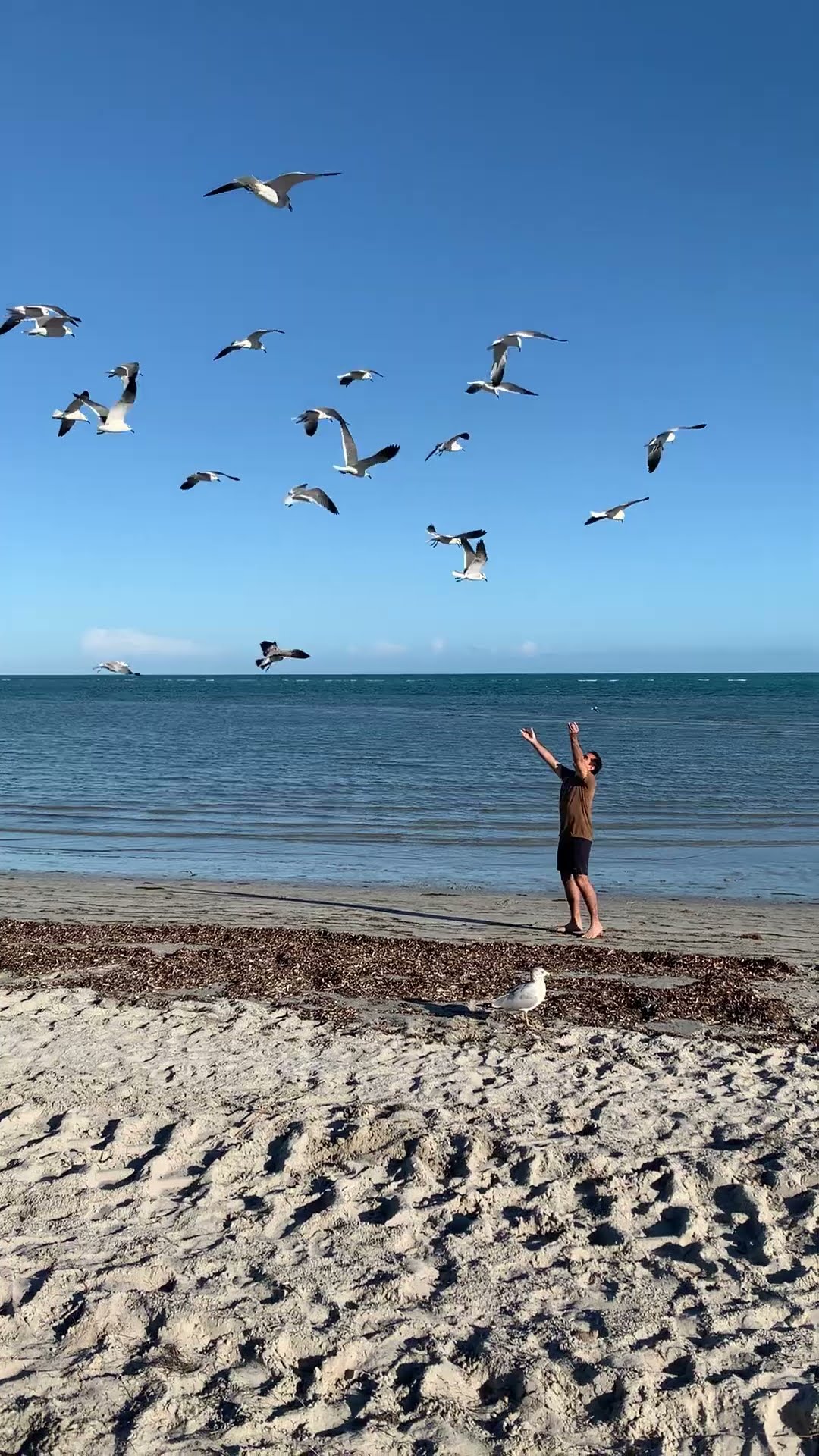 Dad Summoning Seagulls || ViralHog