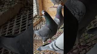 Aslan Black Chk | Racing Pigeon | Homer | Kabutar