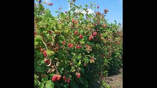 Ремонтантная малина Пшехиба #малина#село#труд