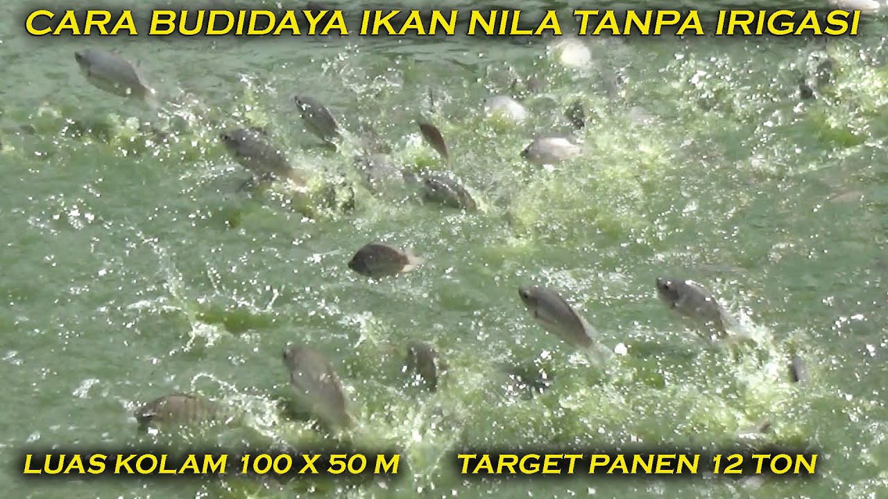 BUDIDAYA IKAN NILA KOLAM SAWAH TANPA IRIGASI