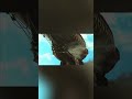 Epic Dragon Battle in the Skies #shorts