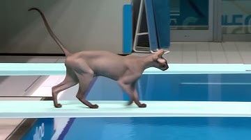 Mind-Blowing AI Cats Dive at the Olympics: Hailuo 02