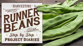 ★ When to Harvest Runner Beans (A Complete Step by Step Guide)