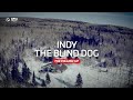 Indy the blind dog is back  qrillpaws 2021