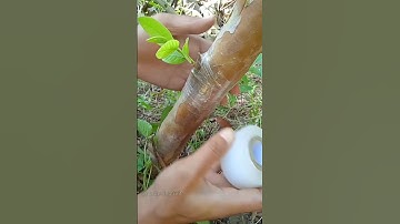 how to grafting guava tree #shorts