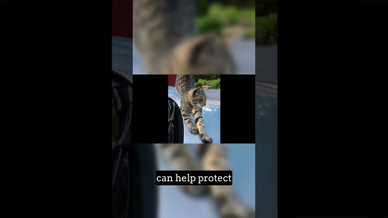 Mindful Driving: Protect Our Furry Friends!