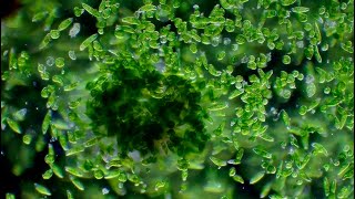 Single Slide Saturday - Euglenids - Relaxing/Studying - Microscopy