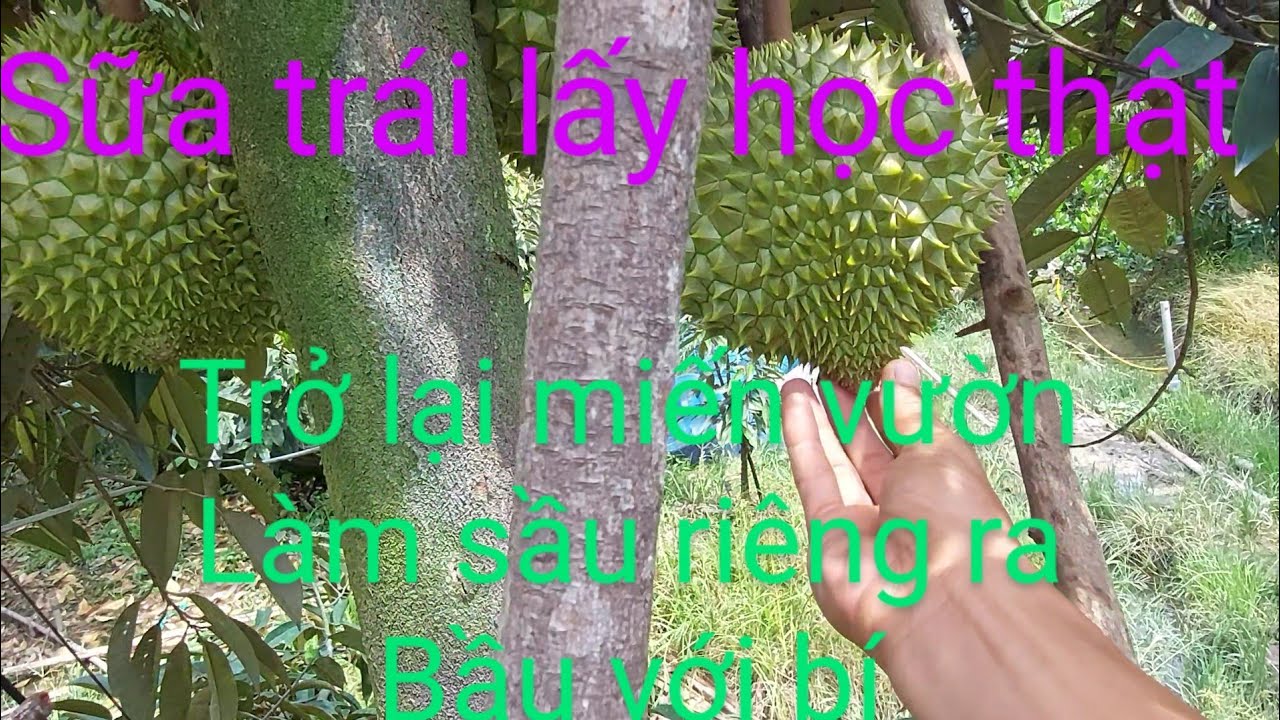 cách sửa trái sầu riêng xấu thành trái tròn đều và đẹp không bị nứt gai