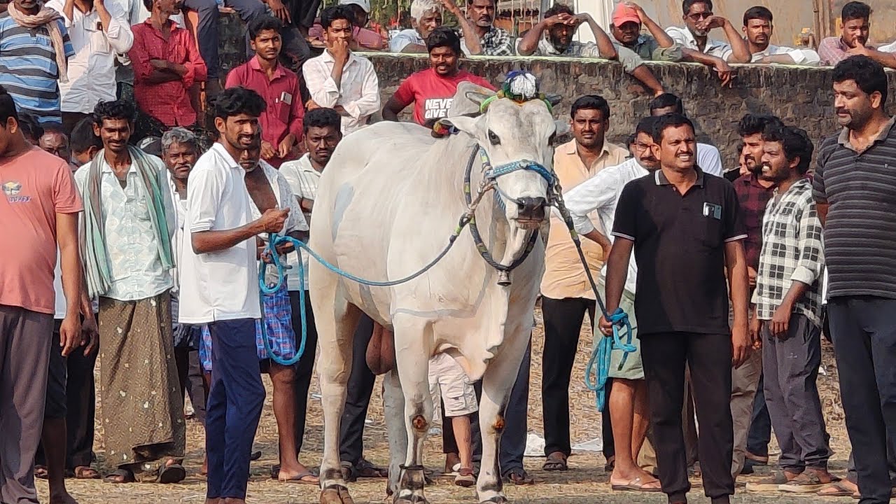 బనిగండ్లపాడు 1 వ జత  GMR BULLS & మోదుగుల రామి రెడ్డి గారు ( భీముడు సింహ )
