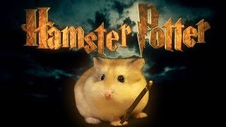 Hamster Potter - 'Harry Potter' with Hamsters