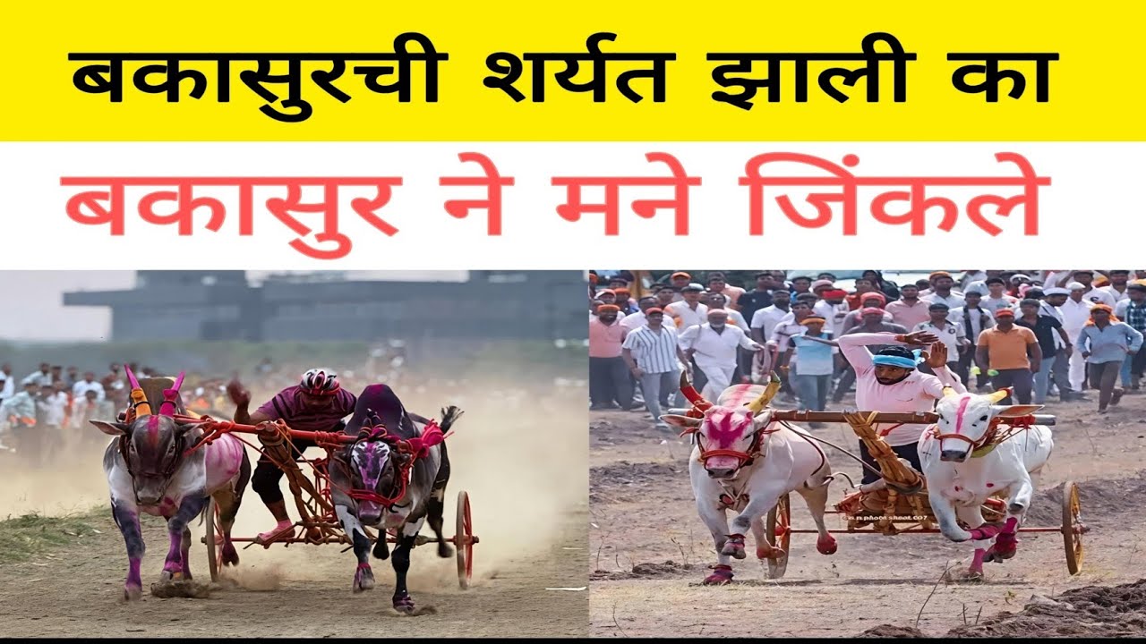 आज बकासुर ने अपराजित जोडीला रोखले असते ! शर्यत कॅन्सल का झाली ? शर्यत होणार का नक्की का नाही ?