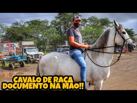 Vídeo: Jardins De Cavalos