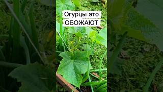 Как продлить плодоношение огурцов и собирать урожай все лето? #огурцы #грядка #огород #дача #сад