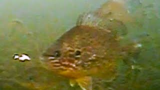 Ice Fishing BIG Bluegills! (Underwater Footage)