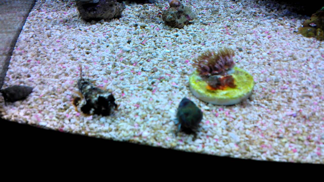 Scooter Blenny Comendo Ração YouTube
