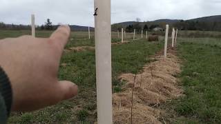 Black Locust Nut Tree Woodlot Carbon Farm Project first spring
