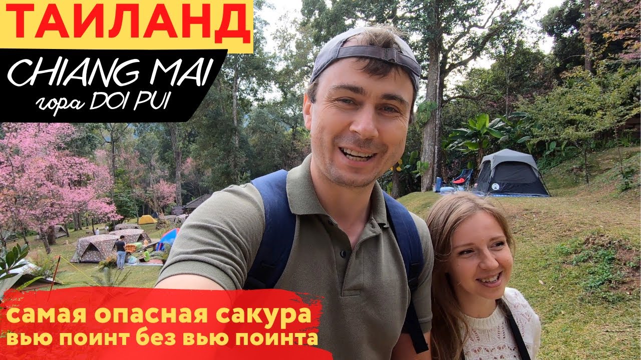 Горы, сад с цветущей сакурой и поход к вершине - национальный парк Doi Suthep-Pui на севере Таиланда