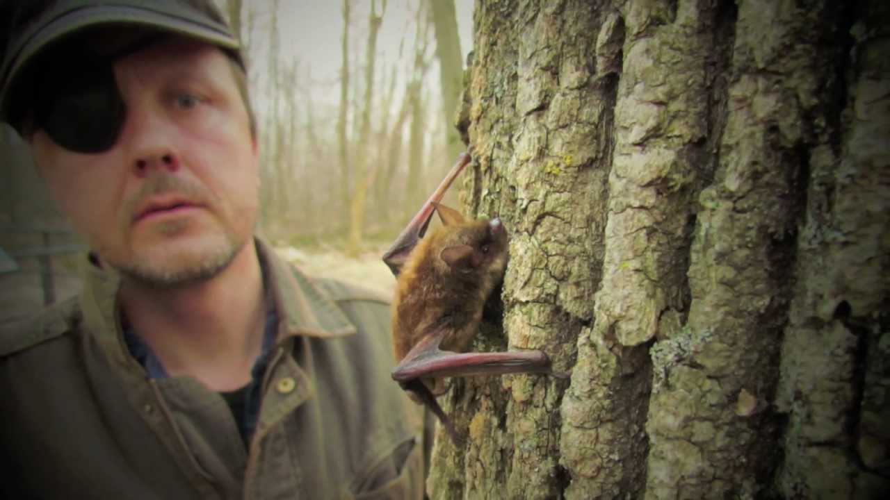 Dave Redell Wisconsin DNR Bat Ecologist 19702012 YouTube